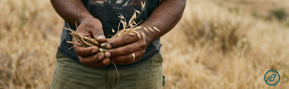 Where Inulin and Alpha-Glucan Oligosaccharide Come From — And Why That's Not a Small Detail