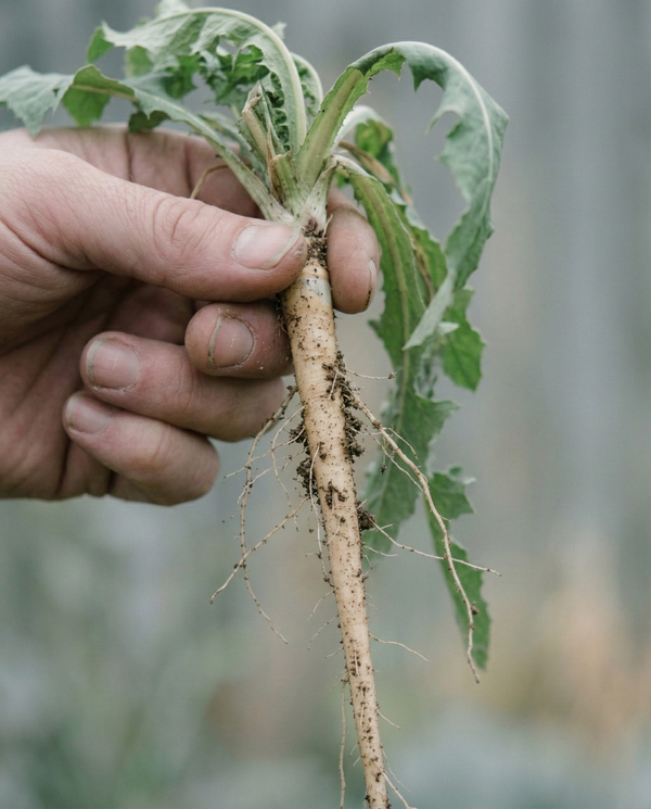 Alpha-glucan oligosaccharide ingredient image